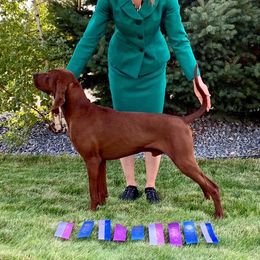 Apollo - Redbone Coonhound