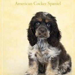 Quaid - Cocker Spaniel