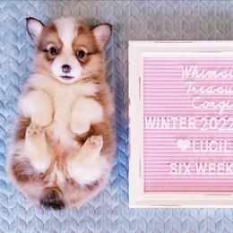 American Corgi and Pembroke Welsh Corgi Puppies from Whimsical Treasure Corgis
