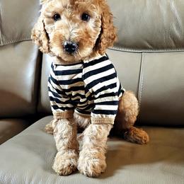 Goldendoodle Puppies from Gallimore Doodles