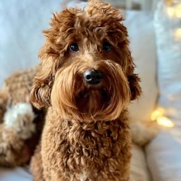 Pennie - Australian Labradoodle