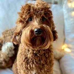 Pennie - Australian Labradoodle