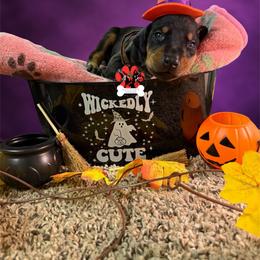Burgundy collar - Black and rust female Doberman Pinscher puppy in Canton, Ohio from Aaliyah’s Dobies