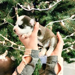 Siberian Husky Puppies from Tundra Dogs