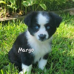 Margo - Black tri-color female Australian Shepherd puppy in Waxhaw, North Carolina from Cane Creek Aussies