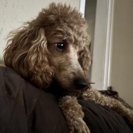 Este - Poodle