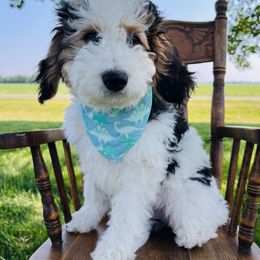 Assorted Doodle Crosses, Aussiedoodle, Bernedoodle, and Poodle Puppies from Pear Tree Prairie Doodles