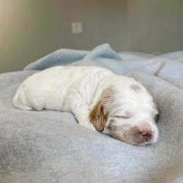 Monica - Chalk female Australian Labradoodle puppy in Chelsea, Michigan from Michigan Labradoodles