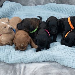 Goldendoodles from KJ Doodles