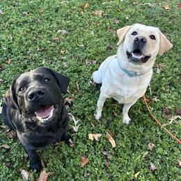 Labrador Retriever All Grown Up from Tidal Retrievers