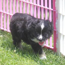 Bowser - Black tri male Toy Australian Shepherd puppy in Ionia, Iowa from Sapphire Stables