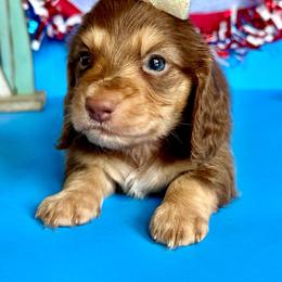 Poppy(2800 akc pet) - Chocolate and cream female Dachshund puppy in Augusta, Arkansas from Savvy-Dee's Dachshunds