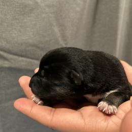 Winston - Black and tan male Shiba Inu puppy in Elizabeth, New Jersey from Shiba Inu Loving Care