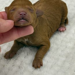 Comet - Red  male Poodle puppy in Wheatland, California from Sapphire Ridge Poodles