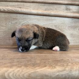 Jasper - Sable male Pembroke Welsh Corgi puppy in Phelan, California from Desert Sunset Pembroke Welsh Corgis