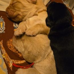 Butter Pecan - Yellow male Labrador Retriever puppy in Crystal Lake, Illinois from Lakeside Labradors