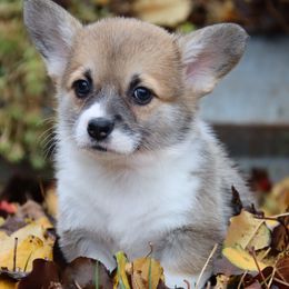 Yoki - Red female Pembroke Welsh Corgi puppy in Pollock, Missouri from Northstar