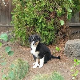 Miniature Australian Shepherd Puppies from Wonderland Aussies