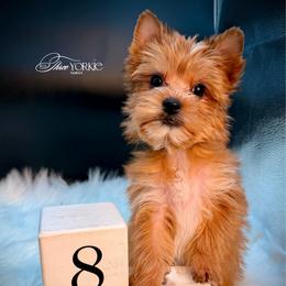 Boy 2 green - Tan male Yorkshire Terrier puppy in Machesney Park, Illinois from Three Yorkie Family