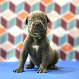 Lime Green - Gray female Cane Corso puppy in Lusby, Maryland from Coastal View Kennels