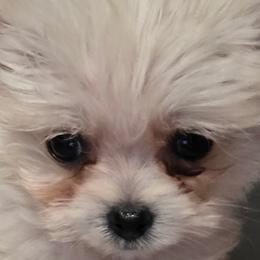 Pomeranians and Shihpoos from Lisas Pomeranians