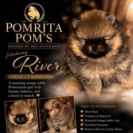 River - Orange sable female Pomeranian puppy in North Port, Florida from POMRITA POM’S