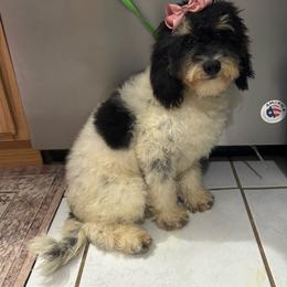 Posie - Parti female Goldendoodle puppy in Lancaster, Kentucky from Dream Paws Puppies, LLC