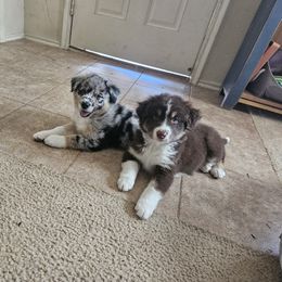 Australian Shepherd Puppies from Cali's Australian Shepherds