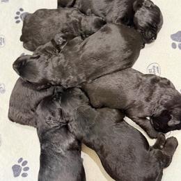 Boy 1 - Black male Giant Schnauzer puppy in Bois D’arc, Missouri from Down Low Kennels