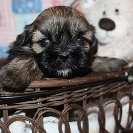 Girl 1 - Red female Shih Tzu puppy in Craig, Colorado from Rocky Mountain Shih Tzus and Dry Creek Miniature Dachshunds