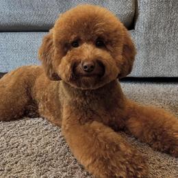 Moe - Goldendoodle