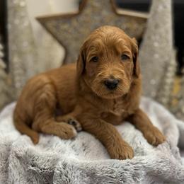 Gumdrop (Green Collar) - Red  male Goldendoodle puppy in Bay City, Texas from Charming Doods