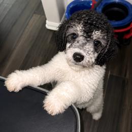 Poodle Puppies from KD's Luxury Nursery