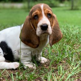 Basset Hound Puppies from Janzen Family Bassets