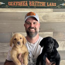 Labrador Retriever puppies from Ozatonka British Labs