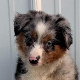 Jenny - Blue merle female Miniature American Shepherd puppy in Clinton, Missouri from Mockingbirds American Minis
