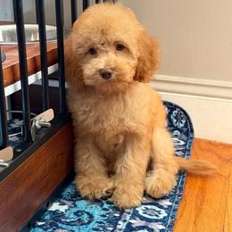 Leo - Red and white male Cockapoo puppy in Queens, New York from The 2 Musketeers_Cockapoos