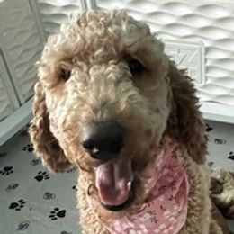 Goldendoodles from Tatyanna’s Doodles