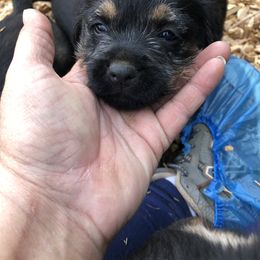 Border Terrier Puppies from Jessica’s Border Terriers