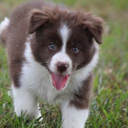 Girl 3 - Red female Border Collie puppy in Tylertown, Mississippi from Cool Meadow Farms