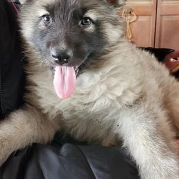 Shiloh Shepherds from Edelweiss Shiloh Shepherds