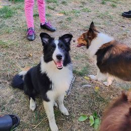 Kira - Black and white female Shetland Sheepdog puppy in Albany, New York from K&A Shetlands Sheepdog's