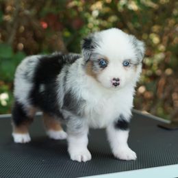 Breezy - Blue merle female Miniature American Shepherd puppy in Kamuela On The Big Island, Hawaii from Royal Hawaiian Aussies LLC
