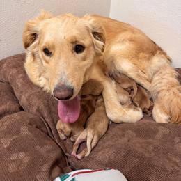 Golden Retriever Puppies from Adams Puppies