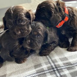 Cavalier King Charles Spaniel and Cocker Spaniel Puppies from Cochran Spaniels