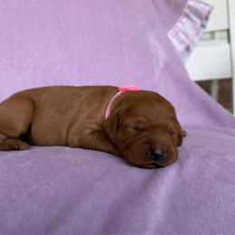 Pepper - Dark golden female Golden Retriever puppy in Maysville, North Carolina from Gold Rush Retrievers