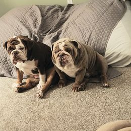 Bulldog Puppies from Wiggle Butts Bulldogs