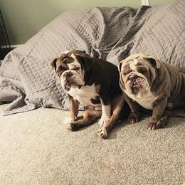 Bulldog Puppies from Wiggle Butts Bulldogs