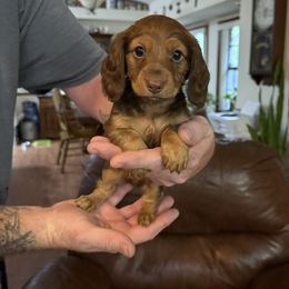Lil Cash - Chocolate and tan male Dachshund puppy in Deltona, Florida from Alicia’s Adorable Dachshunds