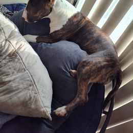 Bull Terrier Puppies from Lynn Hill Bull Terriers